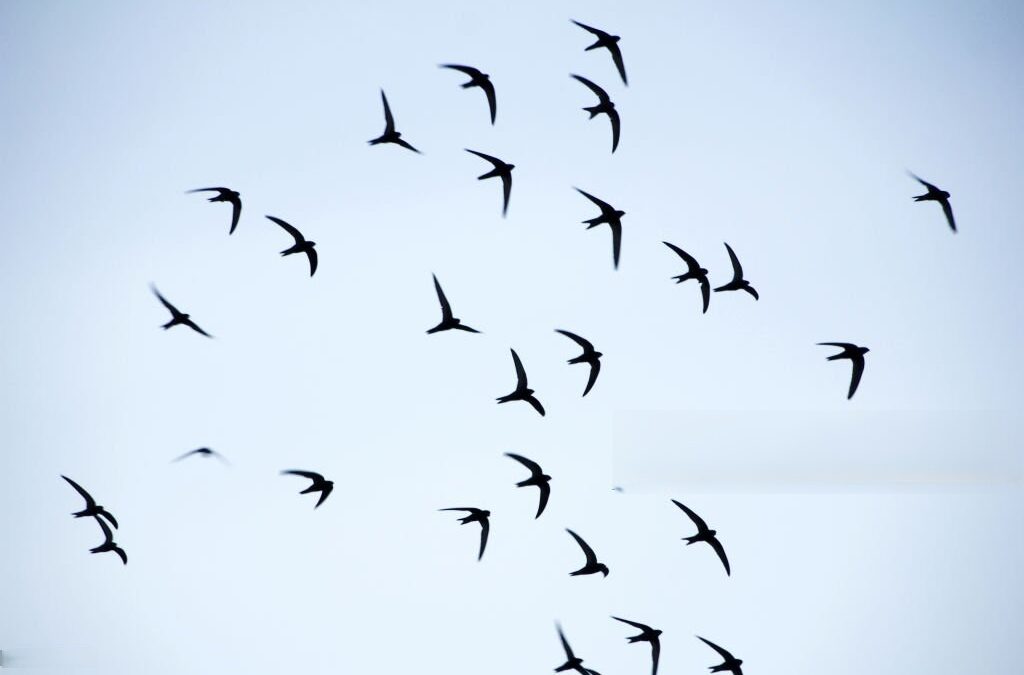 A NAGY VISSZATÉRŐK